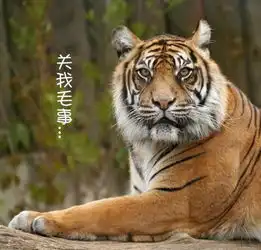 有三个如果,老虎咬人也许不会短时间再发生