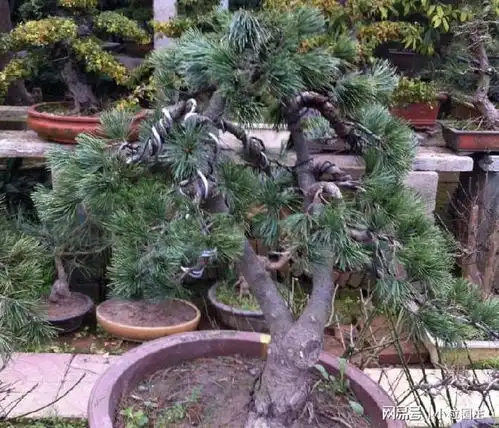 2种盆景珍贵,常被称为聚财树,养在院子阳台,价值高
