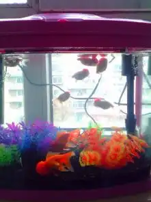 鸿运当头跟狮子头金鱼新买的不精神总在水底跟水面有一只狮子头昨天还好好的今天也在水底了怎么办