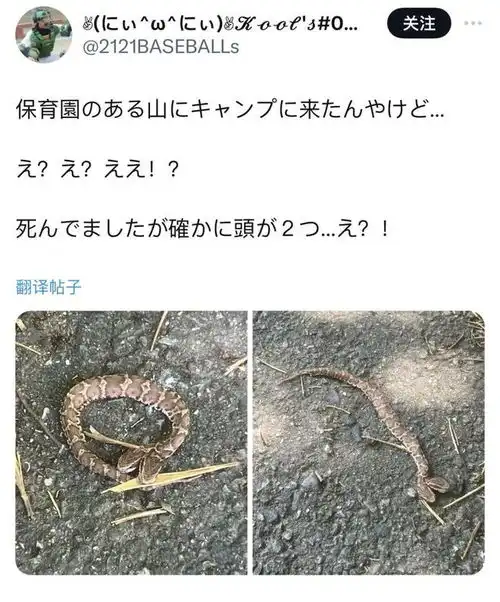 日本男子露营意外发现稀有双头幼毒蛇,身价超100万
