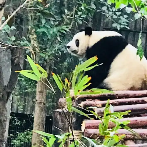佛山美女小编两天两夜不完全攻略in成都,美食景点一网打尽,赶紧收藏吧