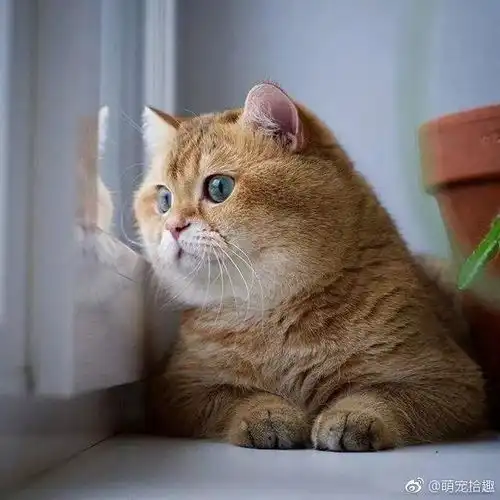 每日吸丨圆脸的橘猫才是最可爱超萌萌哒