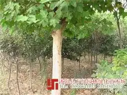 苗木苗圃图片更新花木图片