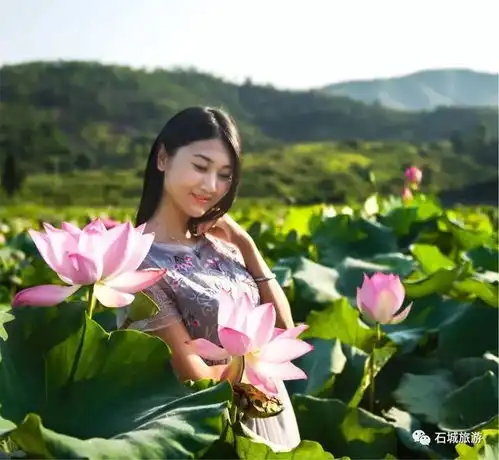 石城莲乡花绽放,美女荷花相映红