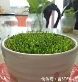 女孩买火龙果,把里面的黑芝麻取出来洗干净,一周后惊喜来了