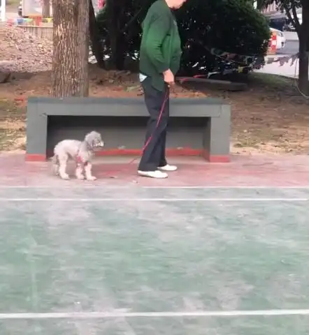 老奶奶遛狗直走,狗狗被绳子绊脚,路人一看笑一整晚