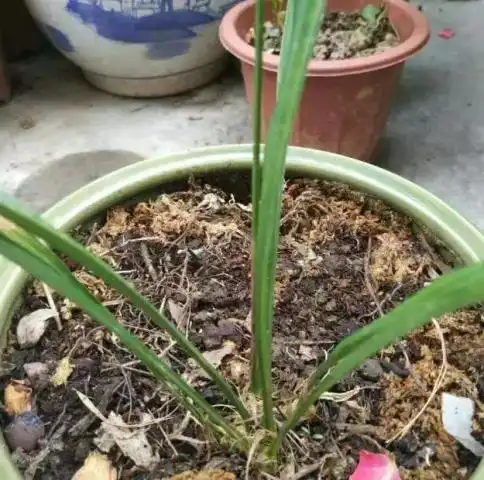 本是院里一颗草,阴差阳错搬进花盆,有人说价值不菲呢