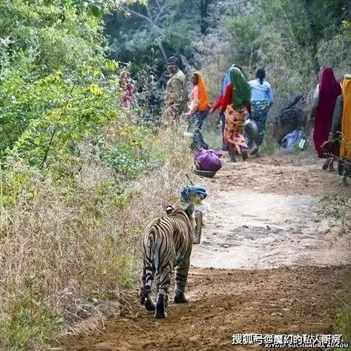 东北虎为何会激情伤人孟加拉虎和东北虎谁的精神压力更大
