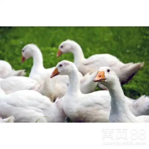 让鹅下蛋的方法有什么偏方让鹅多下蛋鹅吃什么下蛋多-黄页88网