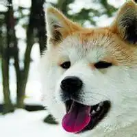 秋田犬头像搞笑微信头像图片大全