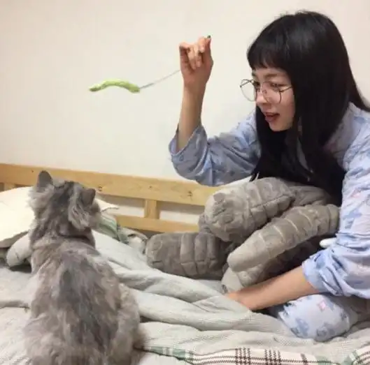 这样逗猫,小心要了猫命,你可能还在做