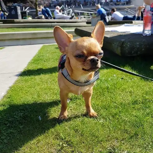 华懋宠物医院遛狗牵绳,随身带纸,从现在开始做一名有素质的文明养犬人