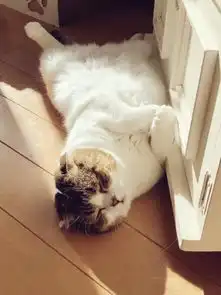 猫咪在电视柜旁边睡觉,女孩看它的姿势有点怪,走近一看