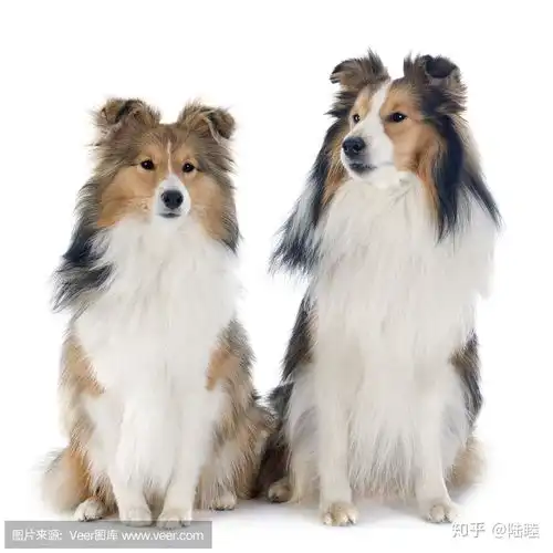 怕狗却爱狗的女生可以养狗吗哪种狗聪明又可爱好养
