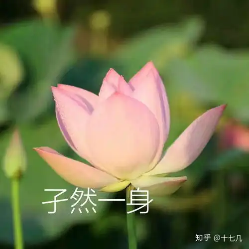 为什么很多中年妇女喜欢用荷花莲花荷塘图片做头像