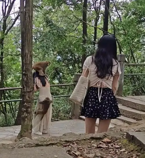 女游客在景区遭猴群骚扰掀裙底管理处回应都是野生猴,我们也没办法