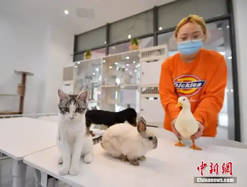 95后女孩与近五十只宠物一同过春节