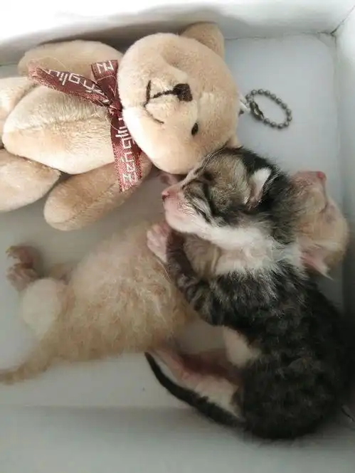 遇到两只未睁眼的小奶猫,就在太阳下暴晒,女孩不忍心就抱回了家