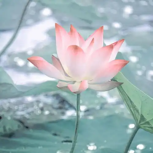 云赏晴光映荷花