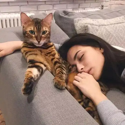 抱猫的少女