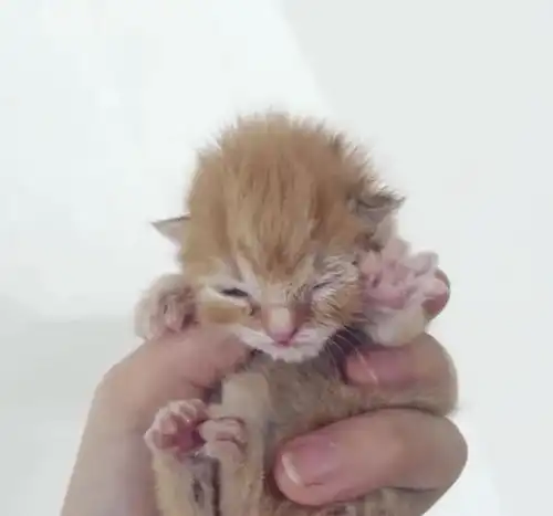 小猫被放进抽纸盒里抛弃,被救后一直大叫,胡子让小猫安心了下来