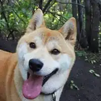 秋田犬搞笑动漫图微信头像图片大全
