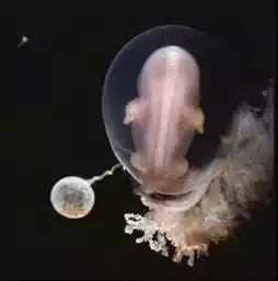 生命的奇迹组图胎宝宝成长过程