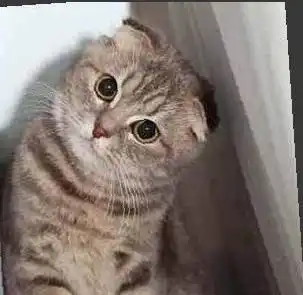 女子衣服鼓起,逛超市被保安当成小偷,拦住一看被衣服里的猫萌化