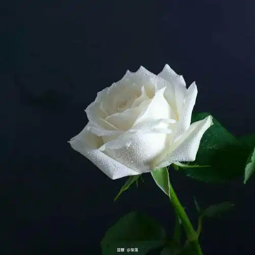 白玫瑰