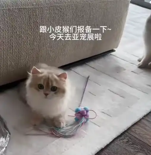 黄晓明曾经爱过baby,可也只是曾经,希望别再打扰他