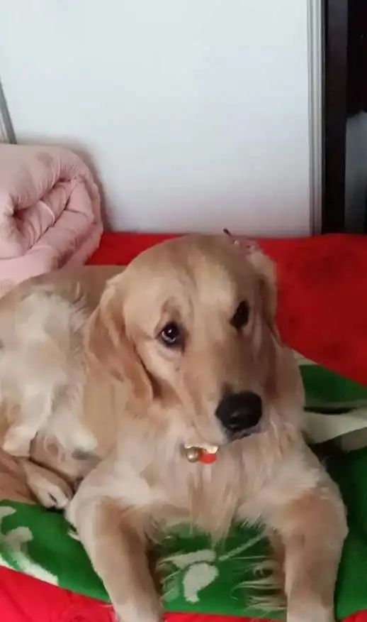 家里养了只可爱的金毛犬,它是充满了少女心的男孩子,非常的有趣