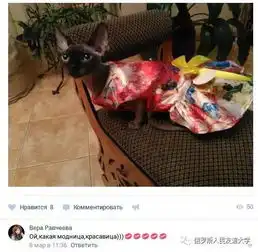 一堆人嫌弃但贵的要死系列之斯芬克斯猫сфинкс