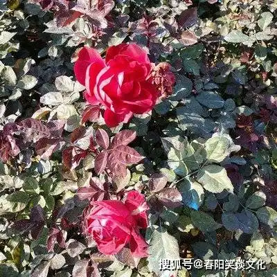 算命的说,妻子是这3大生肖,一生不缺钱,越老越有福,买房买车