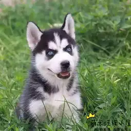三火蓝眼哈士奇雪橇犬证书齐全在乎品质找我