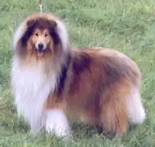 苏格兰牧羊犬