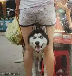 搞笑图片不要看我女主人的屁屁,小心我咬你