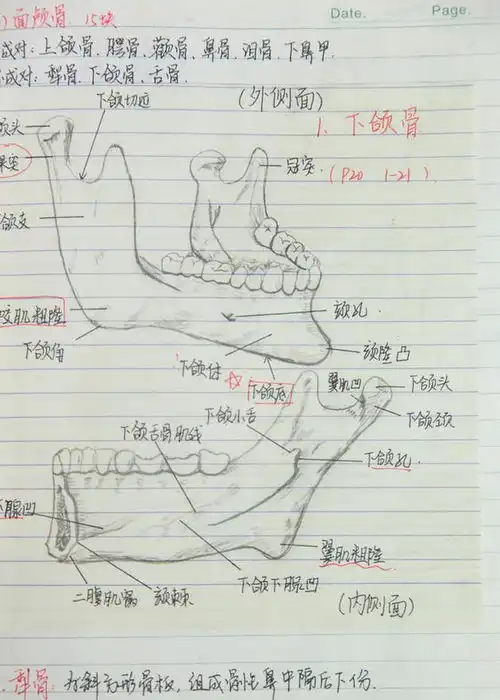 医学女生手绘解剖图走红精美似插画