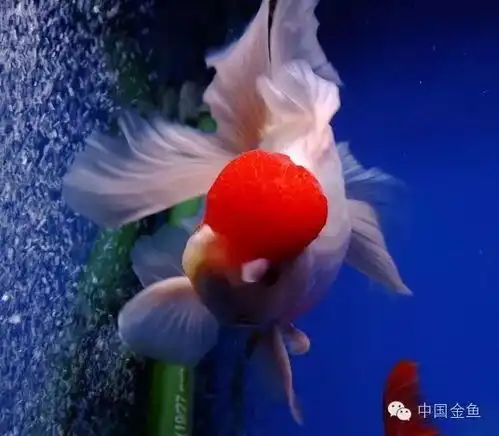 经典金鱼贺新年之鸿运当头