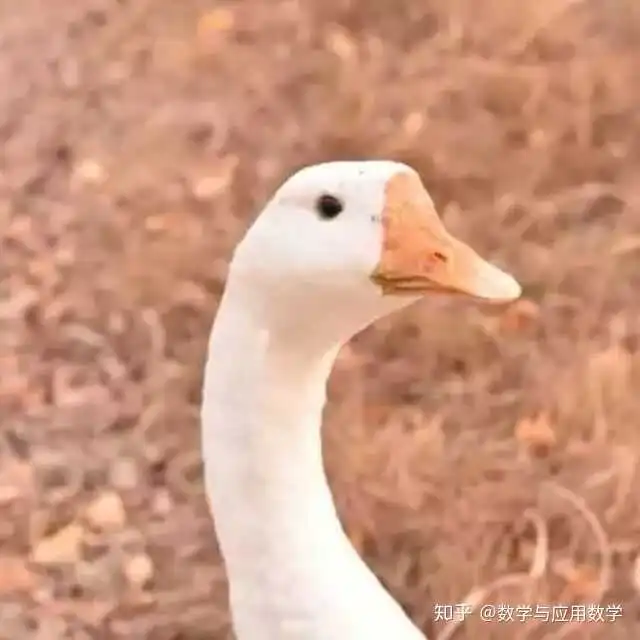 微信大鹅头像