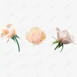 矢量手绘白玫瑰素材图片免费下载高清装饰图案psd千库网图片编号7918469