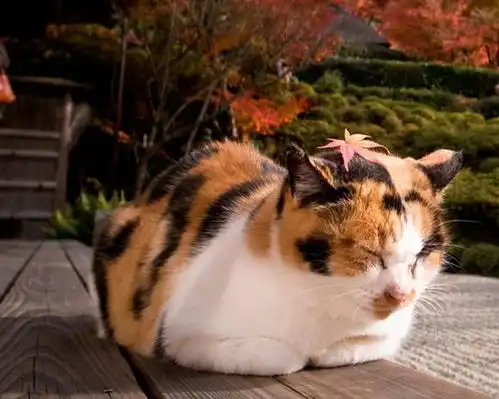 东京猫