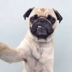 狗狗的自拍搞怪头像