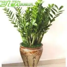 包邮盆栽花卉金钱树苗象征荣华富贵室内盆栽花卉绿植