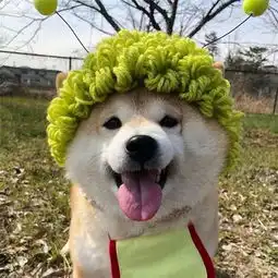 养柴犬的,你们是不是整天想着怎么折磨狗呢