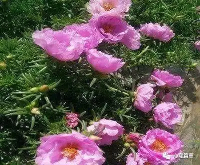 儿女最有出息的4个农历生日尾数,最享子女福,生子是才子