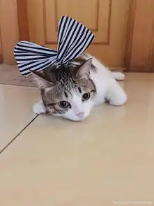 这只网红猫萌化了我的少女心