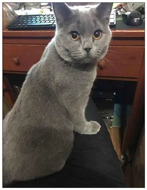 女子出门忘把蓝猫关笼里,急忙跑回家,开门一看直接愣住了