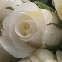 白色玫瑰花微信头像下载微信头像图片大全