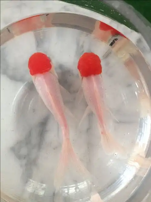关于养鱼