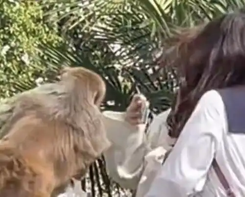 江苏身边事女子给猴喂食被猴掌掴
